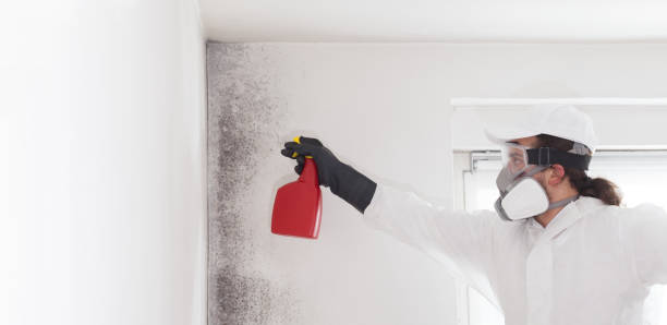 Home Mold Removal in Chagrin Falls, OH